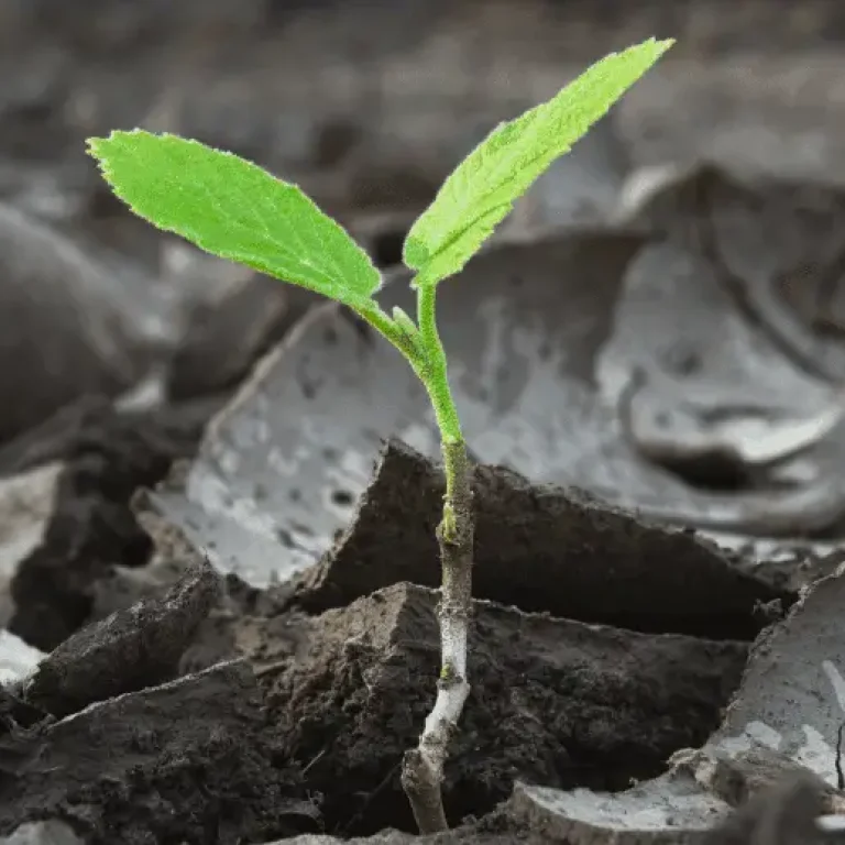 addiction-recovery-plant-concept addiction-recovery-plant-concept